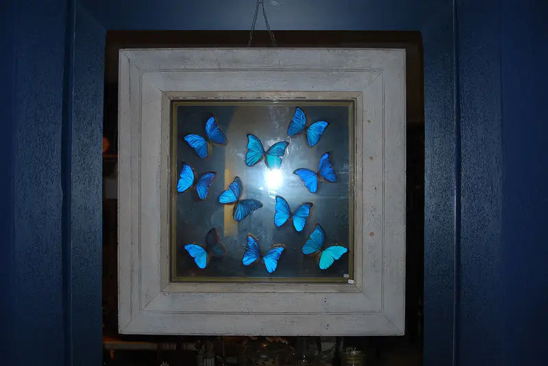 Papillons bleus encadrés