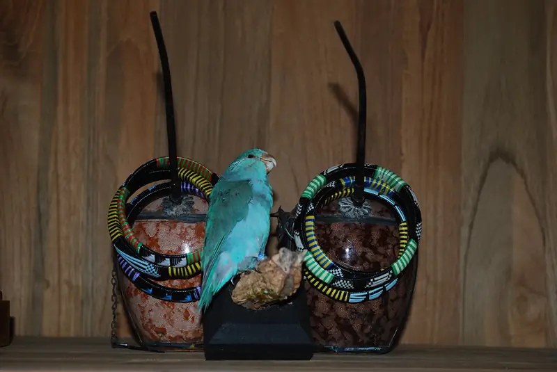 Perruche et vases perlés